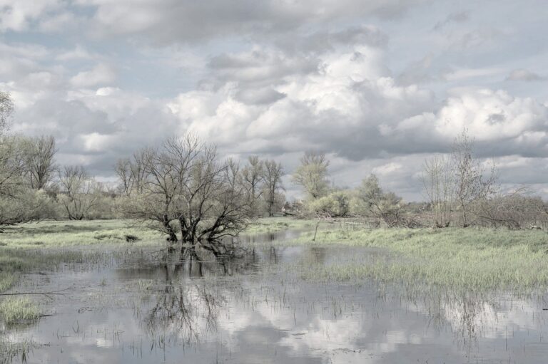 flow, flood, tree-8642898.jpg